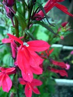 Lobelia fulgens - Stauden-Lobelie