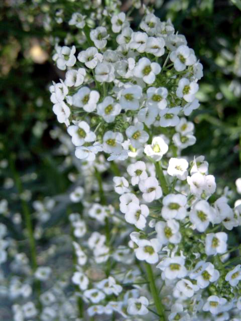 Photos Lobularia maritima - Sweet alyssum