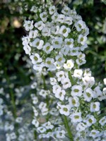 Lobularia maritima - Steinkraut, Duftsteinrich