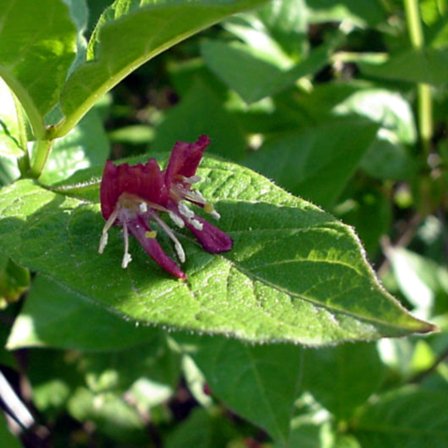 Photos Lonicera alpigena - 