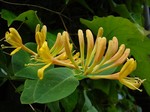 Lonicera caprifolium - Jel�ngerjelieber