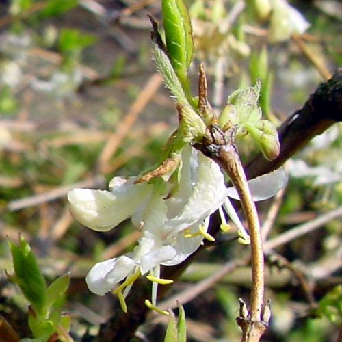 Photos Lonicera fragrantissima - Dwarf honeysuckle