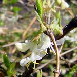 Lonicera fragrantissima - Wohlriechende Heckenkirsche