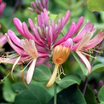 Lonicera x heckrottii - Gei�schlinge Gold Flame