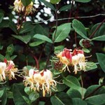 Lonicera x heckrottii - Gei�schlinge