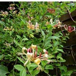 Lonicera henryi - Immergr�ne Gei�schlinge
