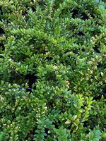 Lonicera nitida - Immergr�ne Strauch-Heckenkirsche Maigr�n