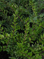 Lonicera pileata - Immergr�ne Kriech-Heckenkirsche, B�schungsmyrte