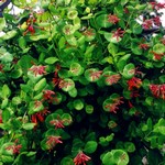 Lonicera sempervirens - Immergr�ne Heckenkirsche