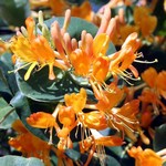 Lonicera tellmaniana - Tellmans Heckenkirsche