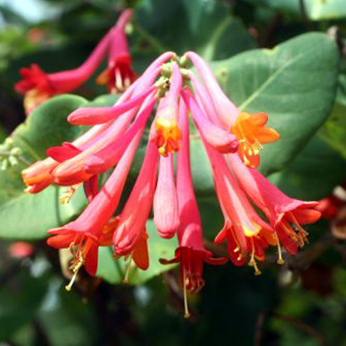 Photos Lonicera x brownii - Dwarf honeysuckle