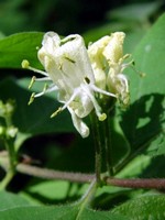 Lonicera xylosteum - Rote Heckenkirsche