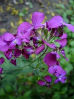 Lunaria annua - Judassilberling, Mondviole