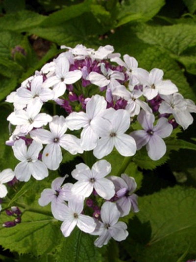 Photos Lunaria rediviva - Annual honesty
