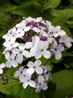 Lunaria rediviva - Mondviole, Silberling