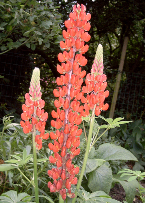 Photos Lupinus polyphyllus - Yellow bush lupine