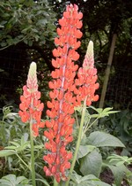 Photos Lupinus polyphyllus