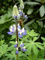 Photos Lupinus nootkatensis