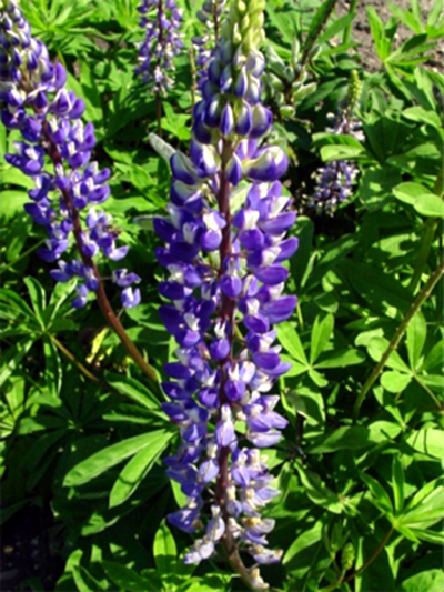 Photos Lupinus polyphyllus - Yellow bush lupine