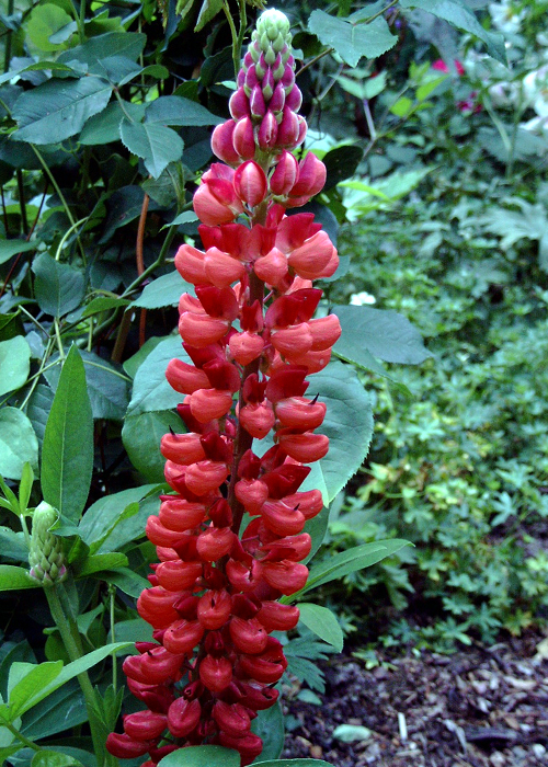 Photos Lupinus polyphyllus - Yellow bush lupine