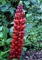 Photos Lupinus polyphyllus