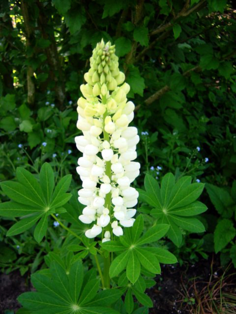 Photos Lupinus polyphyllus - Yellow bush lupine