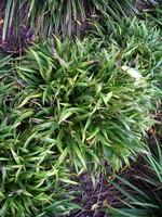 Luzula pilosa - Fr�hlings-Hain-Simse, Haar-Marbel