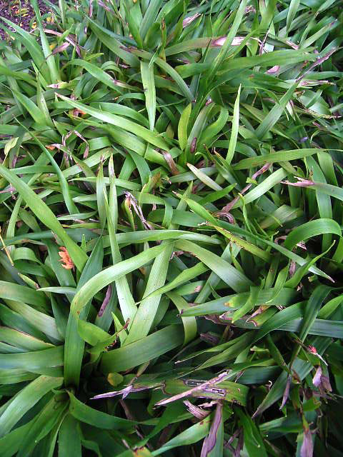 Photos Luzula sylvatica - 