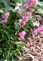 Foto Lychnis alpina - Saponaria di Levante, Croce di Malta
