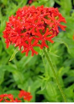 Photos Lychnis chalcedonica