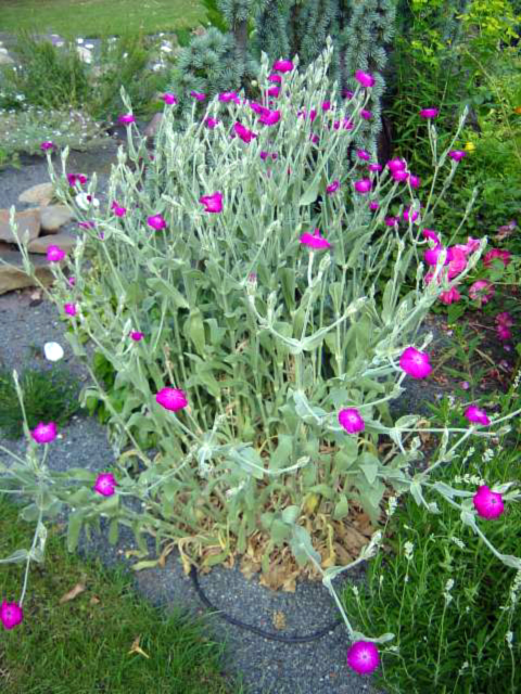 Photos Lychnis coronaria - Rose campion