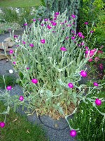 Photos Lychnis coronaria