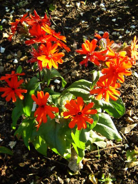 Photos Lychnis Arkwrightii-Hybride - Maltesecross