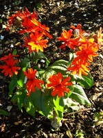Photos Lychnis Arkwrightii-Hybride