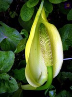 Lysichiton americanus - Amerikanische, gelbe Scheinkalla