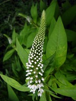 Photos Lysimachia clethroides