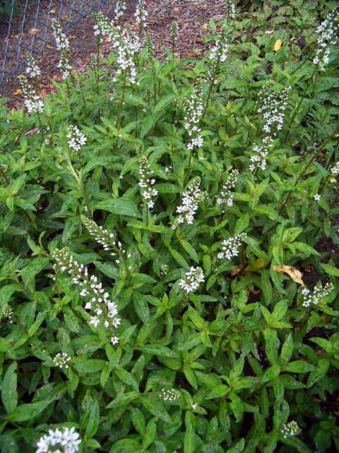 Photos Lysimachia barystachys - Gooseneck yellow loosestrife