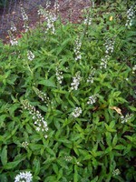 Photos Lysimachia barystachys