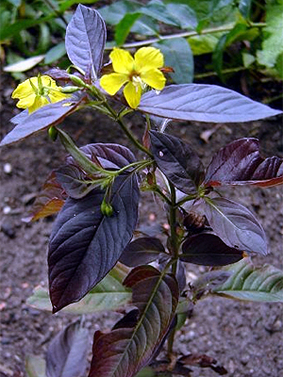 Photos Lysimachia ciliata - Gooseneck yellow loosestrife