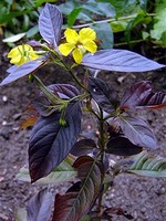 Photos Lysimachia ciliata