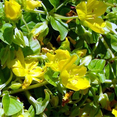 Photos Lysimachia nummularia - Creeping jenny