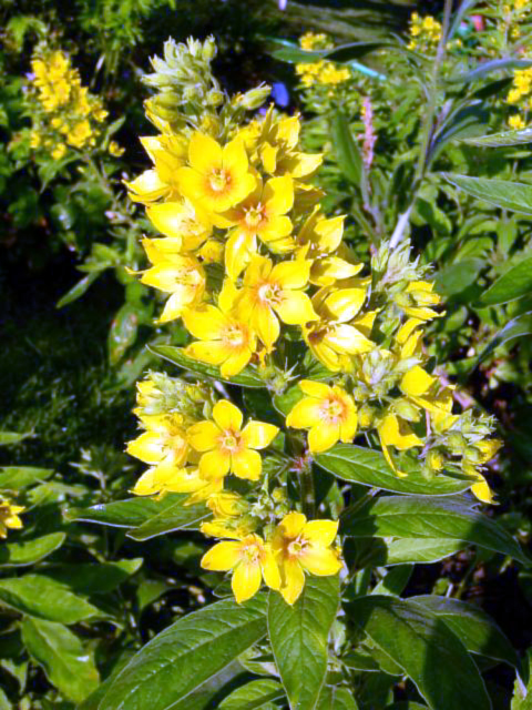 Photos Lysimachia vulgaris - Gooseneck yellow loosestrife