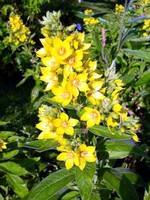 Photos Lysimachia vulgaris