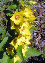 Photos Lysimachia punctata