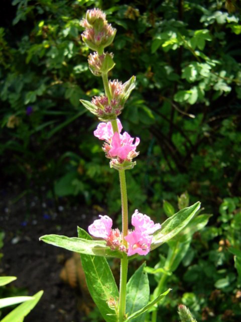 Photos Lythrum salicaria - Purple loosestrife