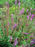 Photos Lythrum salicaria