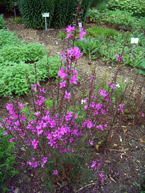 Photos Lythrum virgatum - European wand loosestrife