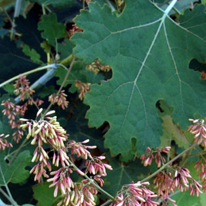 Photos Macleaya cordata - 