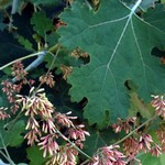 Foto Macleaya cordata - Bocconia