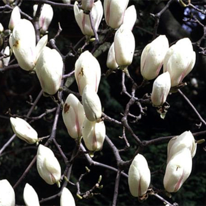 Photos Magnolia denudata - 
